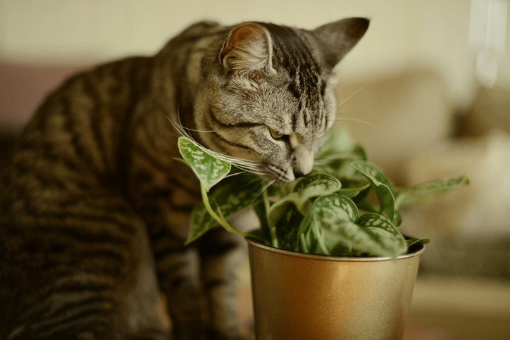 Você está visualizando atualmente Veja lista de plantas e alimentos tóxicos para pets