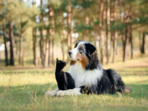 Leia mais sobre o artigo 3 dúvidas sobre alimentação para cães e gatos