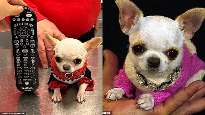 Você está visualizando atualmente EUA: Chihuahua de 2 anos é o menor cão do mundo