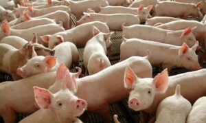 Leia mais sobre o artigo Embarques de carne suína aumentam 16,9% em março