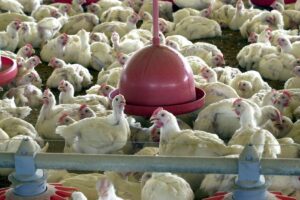 Leia mais sobre o artigo Exportações de carne de frango atingem 514,6 mil toneladas
