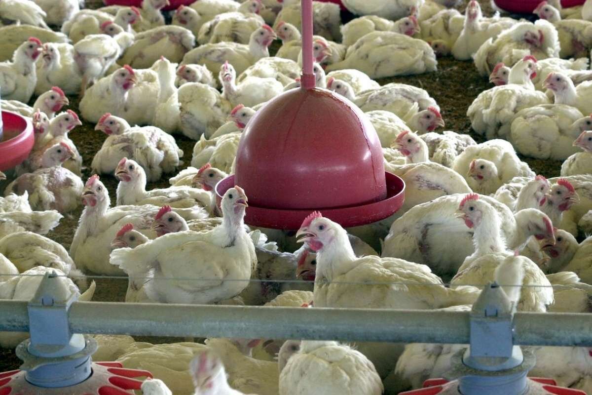 Você está visualizando atualmente Exportações de carne de frango atingem 514,6 mil toneladas
