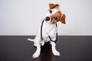 Leia mais sobre o artigo Pets podem farejar câncer em uma pessoa?