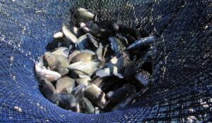 Leia mais sobre o artigo Prefeitura lança projeto “Renascer Peixe” piscicultura em Dourados