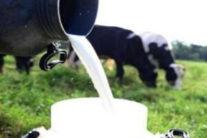 Leia mais sobre o artigo Agricultura familiar ajuda a aumentar produção leiteira no Nordeste