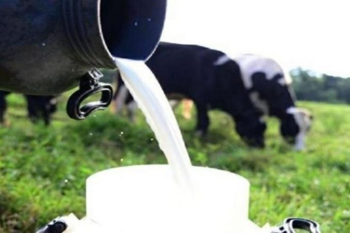 Você está visualizando atualmente Agricultura familiar ajuda a aumentar produção leiteira no Nordeste