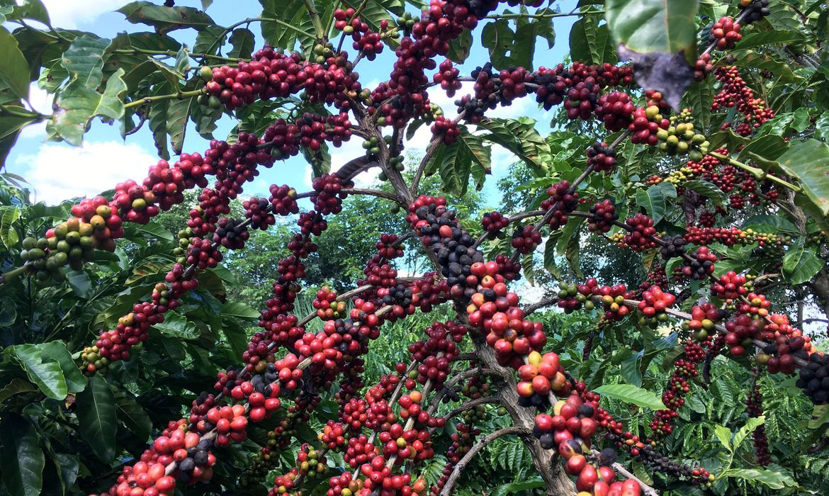 Você está visualizando atualmente Conab prevê aumento de 7,5% na colheita de café em relação a 2022
