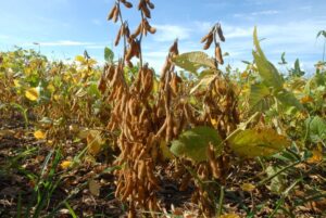 Leia mais sobre o artigo Excesso de chuva influenciou semeadura mais tardia da soja