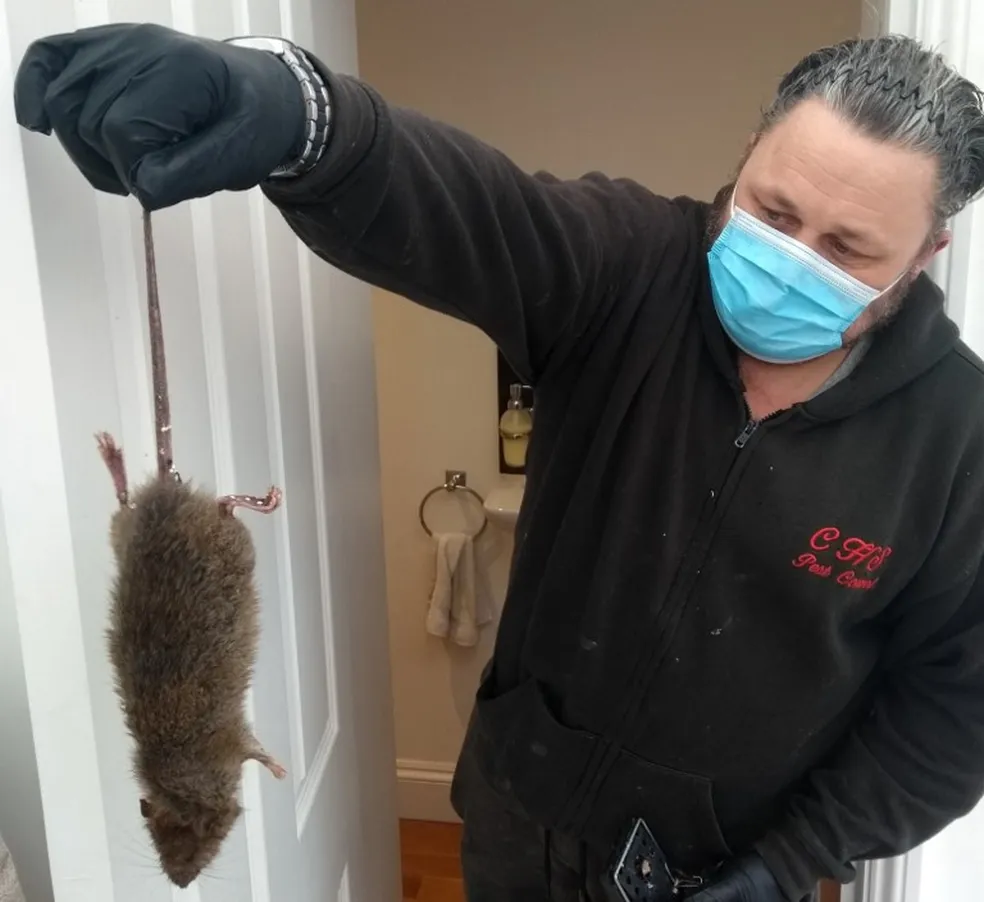 Você está visualizando atualmente Ratos ‘resistentes a veneno’ invadem casas no Reino Unido