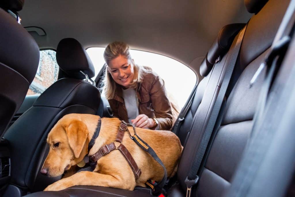 Você está visualizando atualmente REGRAS: Saiba tudo sobre a segurança nas viagens de carro com pets