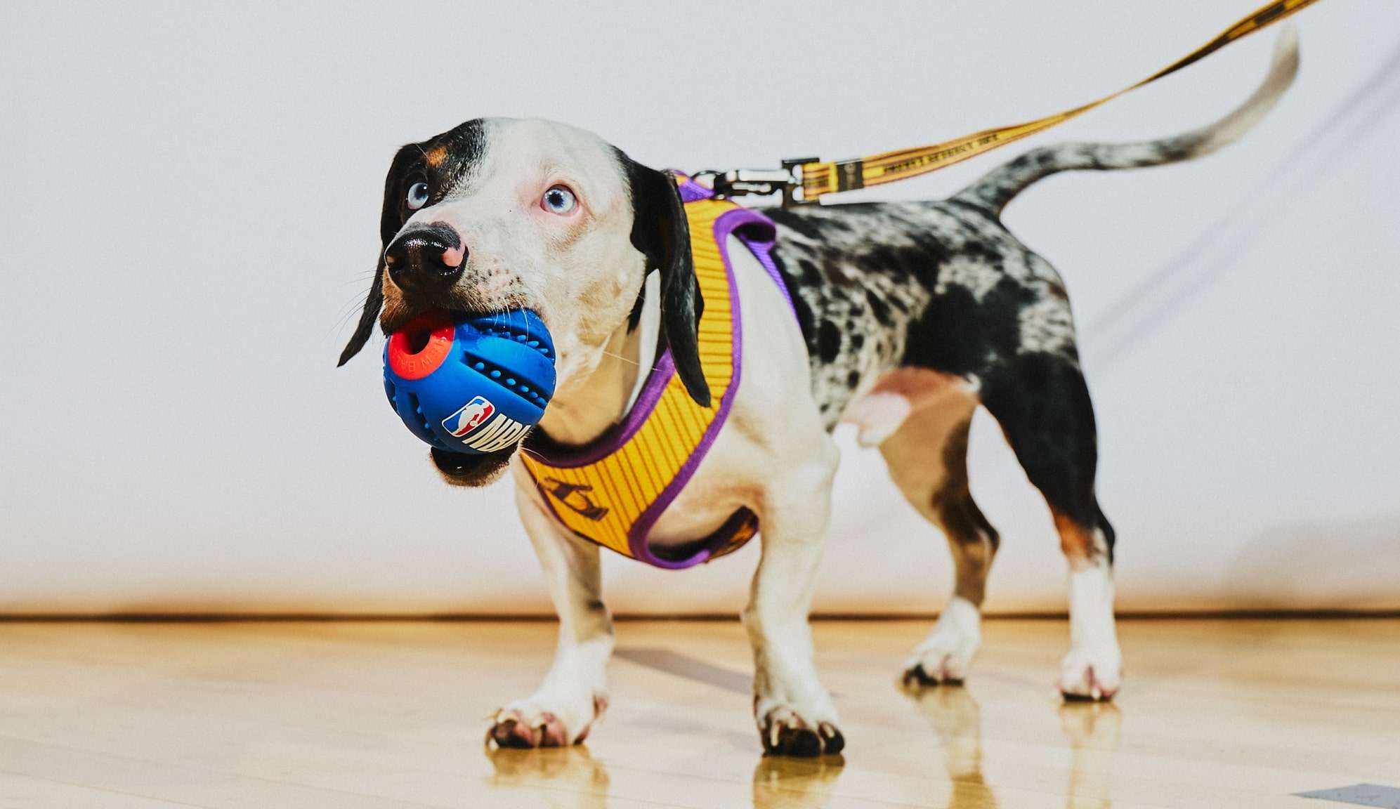 Você está visualizando atualmente ADOÇÃO: Dicas para receber os pets em casa