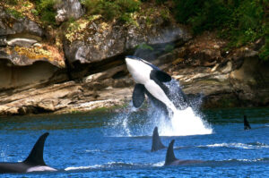Leia mais sobre o artigo As orcas foram amadas, e agora estão ameaçadas de extinção