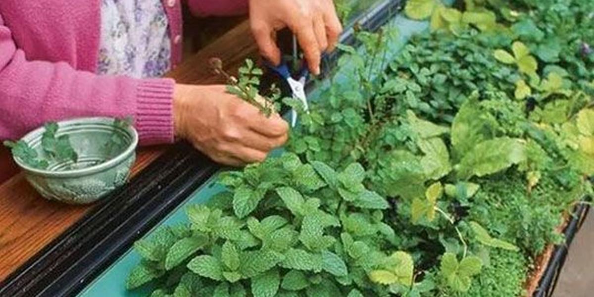 como-cultivar-ervas-e-hortalicas-na-varanda-ou-peitoril-da-janela