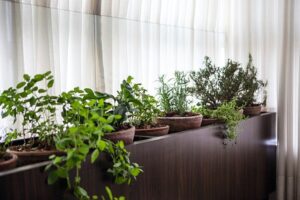 Leia mais sobre o artigo Como cultivar ervas e hortaliças na varanda ou peitoril da janela