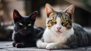 Leia mais sobre o artigo Conheça 10 comportamentos estranhos dos gatos