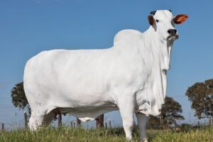 Leia mais sobre o artigo Pedaço de vaca é leiloado por R$ 7 milhões