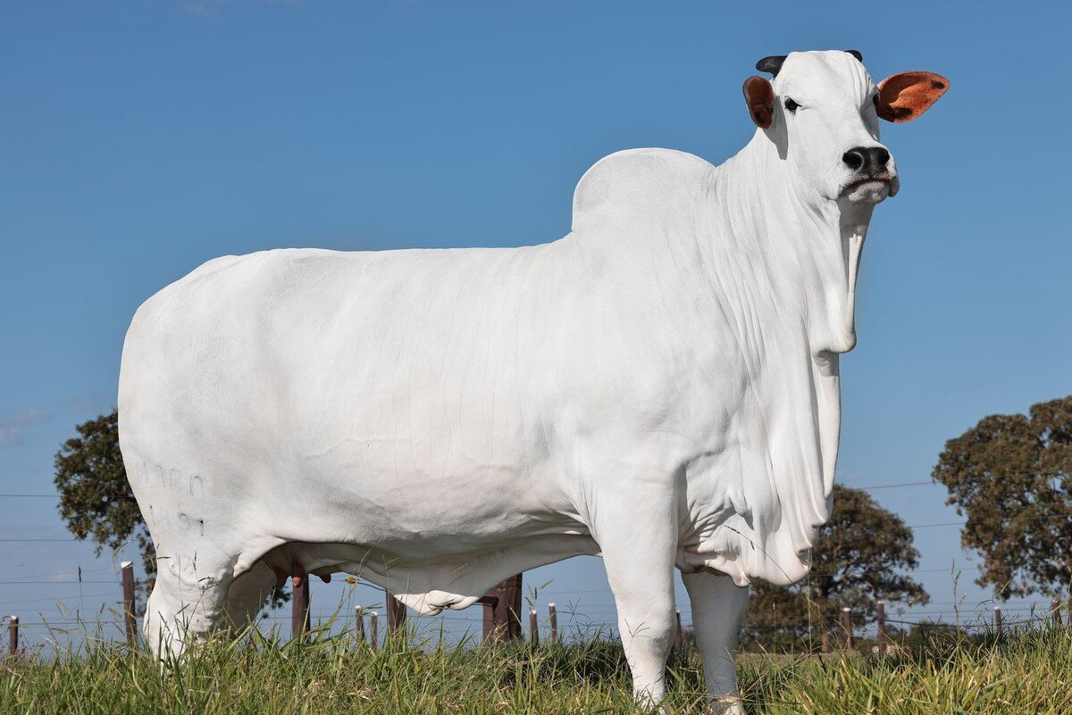 Você está visualizando atualmente Pedaço de vaca é leiloado por R$ 7 milhões