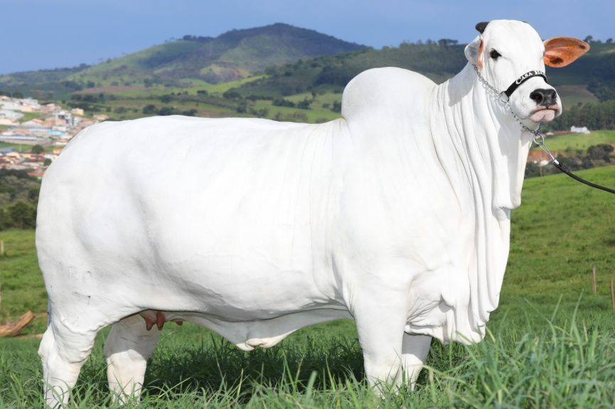 5-vacas-mais-caras-do-brasil-valem-juntas-quase-r-55-milhoes