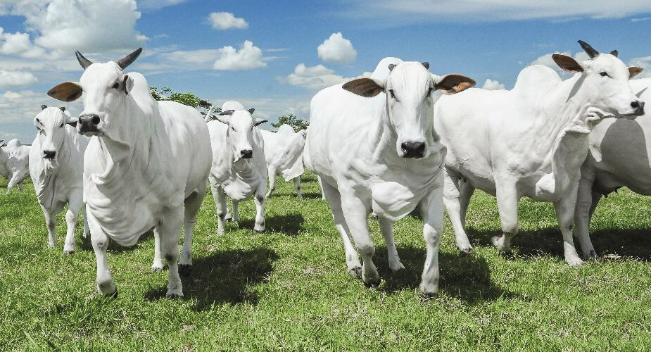 Você está visualizando atualmente 5 vacas mais caras do Brasil valem juntas quase R$ 55 milhões