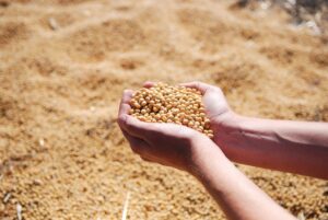 Leia mais sobre o artigo China comprará mais soja do Brasil para o 4º trimestre