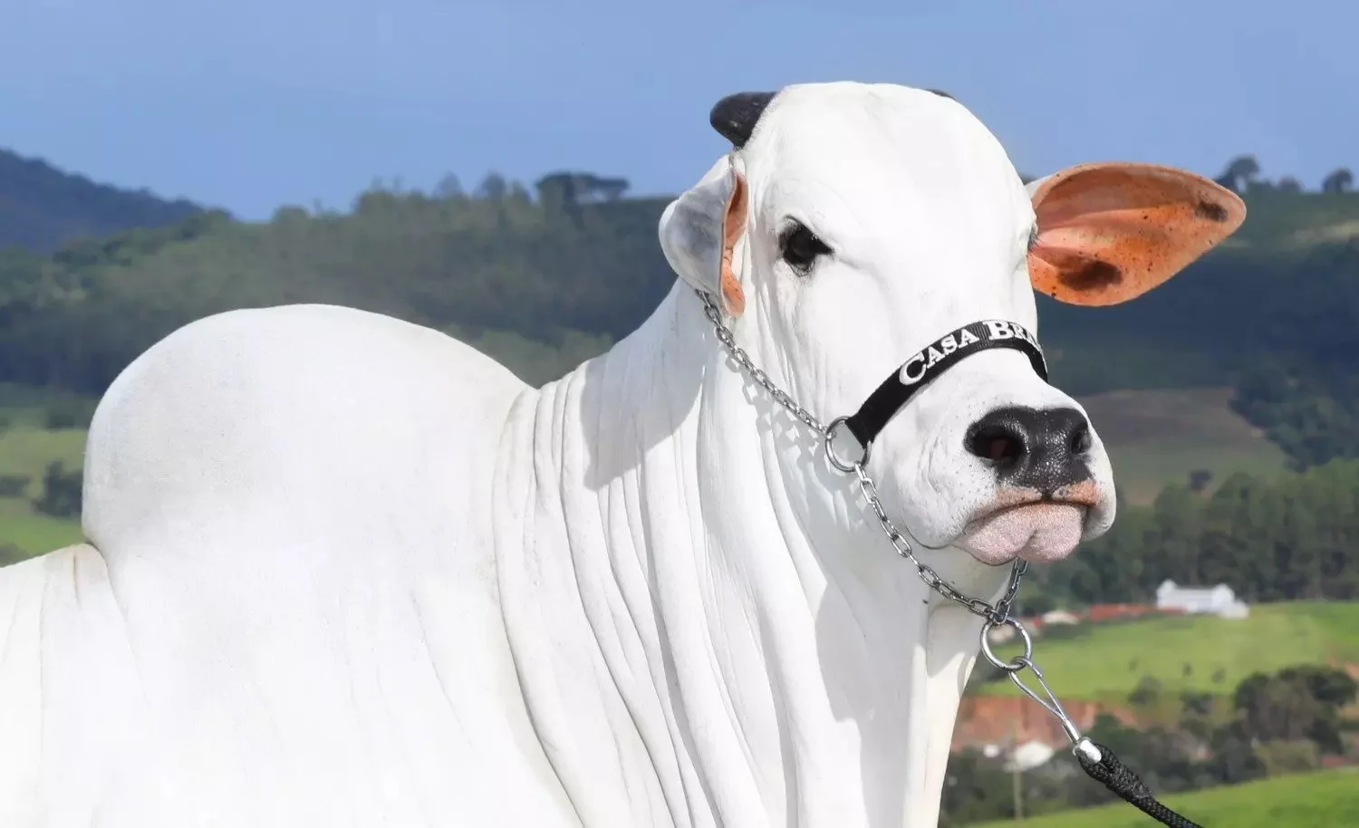 Você está visualizando atualmente LUXO: Conheça a vaca que faz skin care, ela vale mais de R$ 20 milhões