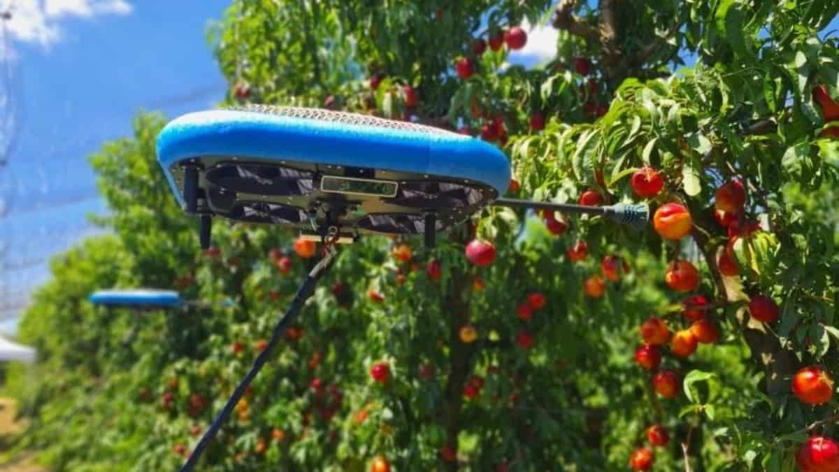 drones-com-ia-substitui-humanos-na-colheita-de-frutas