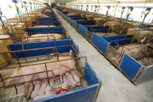 Leia mais sobre o artigo Em cinco anos, produção de carne suína de MS cresce 62%