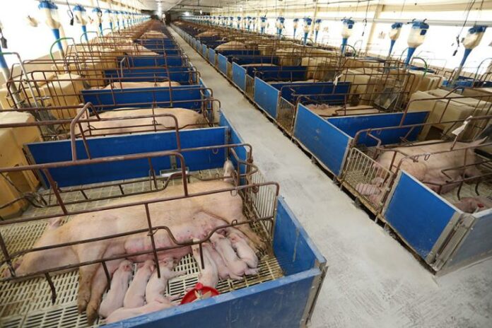 Você está visualizando atualmente Em cinco anos, produção de carne suína de MS cresce 62%