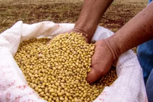 Leia mais sobre o artigo No mercado da soja preço do grão subiu em julho de 2023