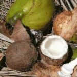 Pesquisa mostra carvão de coco na descontaminação da água