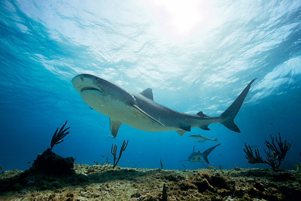 Você está visualizando atualmente DISCOVERY: Tubarões são essenciais para a saúde do oceano