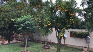 Leia mais sobre o artigo ÁRVORES FRUTÍFERAS: Como cuidar e ter um pomar no quintal de casa