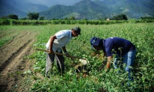 Leia mais sobre o artigo CMN flexibiliza crédito a agricultores de áreas com riscos climáticos