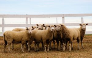 Leia mais sobre o artigo Criadores de ovinos investem na raça ile de france