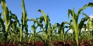 Leia mais sobre o artigo Famasul relata 15 mil hectares de milho afetados pela ventania