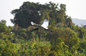 Leia mais sobre o artigo Governo de MS suspende licenças de vegetação nativa no Pantanal