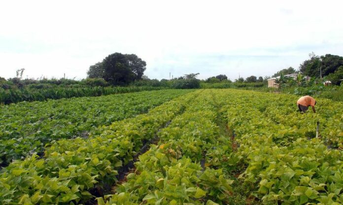 Você está visualizando atualmente MDA lança programa de gestão para cooperativas da agricultura familiar