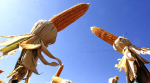 Leia mais sobre o artigo MS deve produzir 12,059 milhões de toneladas de milho na ‘safrinha’