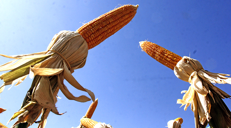 Você está visualizando atualmente MS deve produzir 12,059 milhões de toneladas de milho na ‘safrinha’