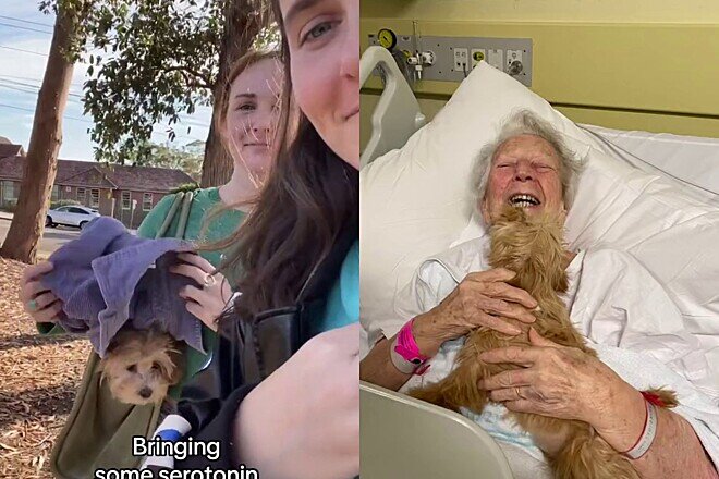 Você está visualizando atualmente Mulheres levam cachorro dentro de bolsa para amiga em hospital
