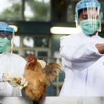 Rio de Janeiro declara emergência por casos de gripe aviária