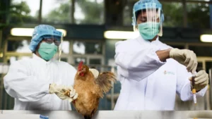 Leia mais sobre o artigo Rio de Janeiro declara emergência por casos de gripe aviária