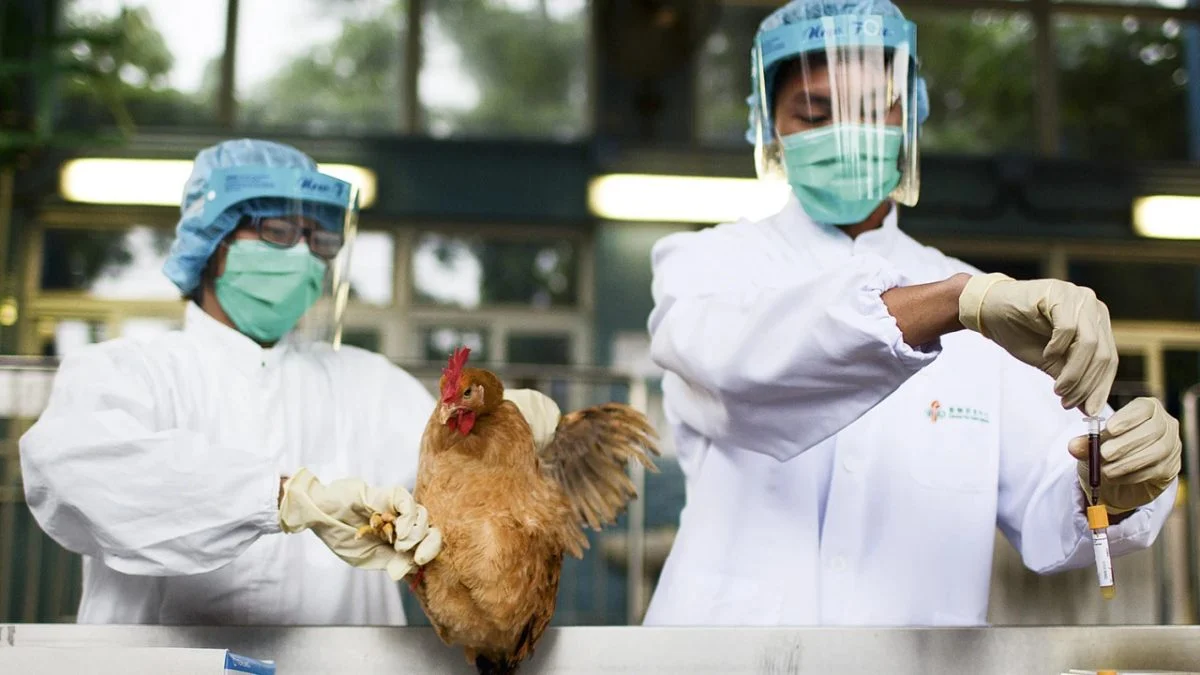 Você está visualizando atualmente Rio de Janeiro declara emergência por casos de gripe aviária