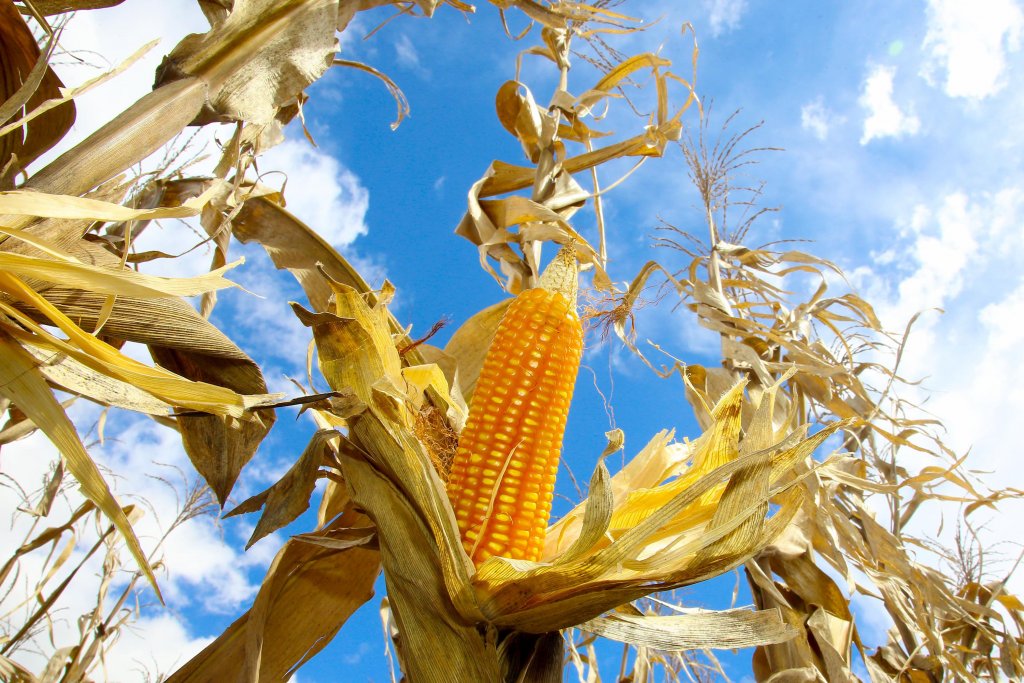 Você está visualizando atualmente USDA reduz lavouras boas ou excelentes na soja, milho e trigo