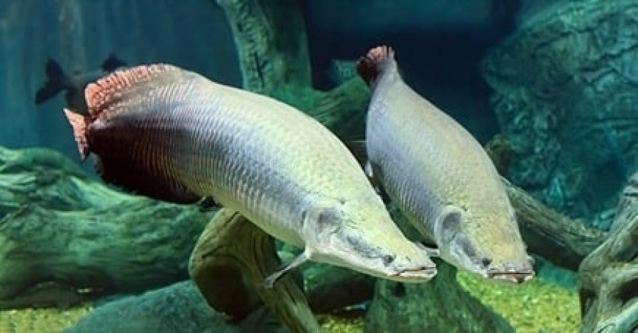 Você está visualizando atualmente Você sabia que peixes podem morrer afogados?