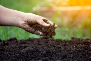 Leia mais sobre o artigo Agricultores na Bolívia estão utilizando biocarvão como fertilizante