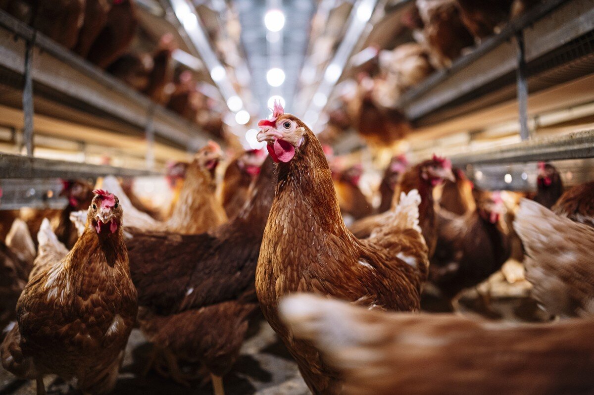 Você está visualizando atualmente PAPO DE GALINHEIRO: Cientistas dizem ter criado IA que traduz o que as galinhas “falam”