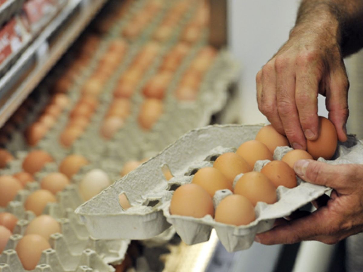 Você está visualizando atualmente Entenda por que a onda de calor ajuda a baratear o preço dos ovos