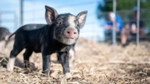 Leia mais sobre o artigo Guia de Raças: Kunekune, o porco de estimação da Nova Zelândia
