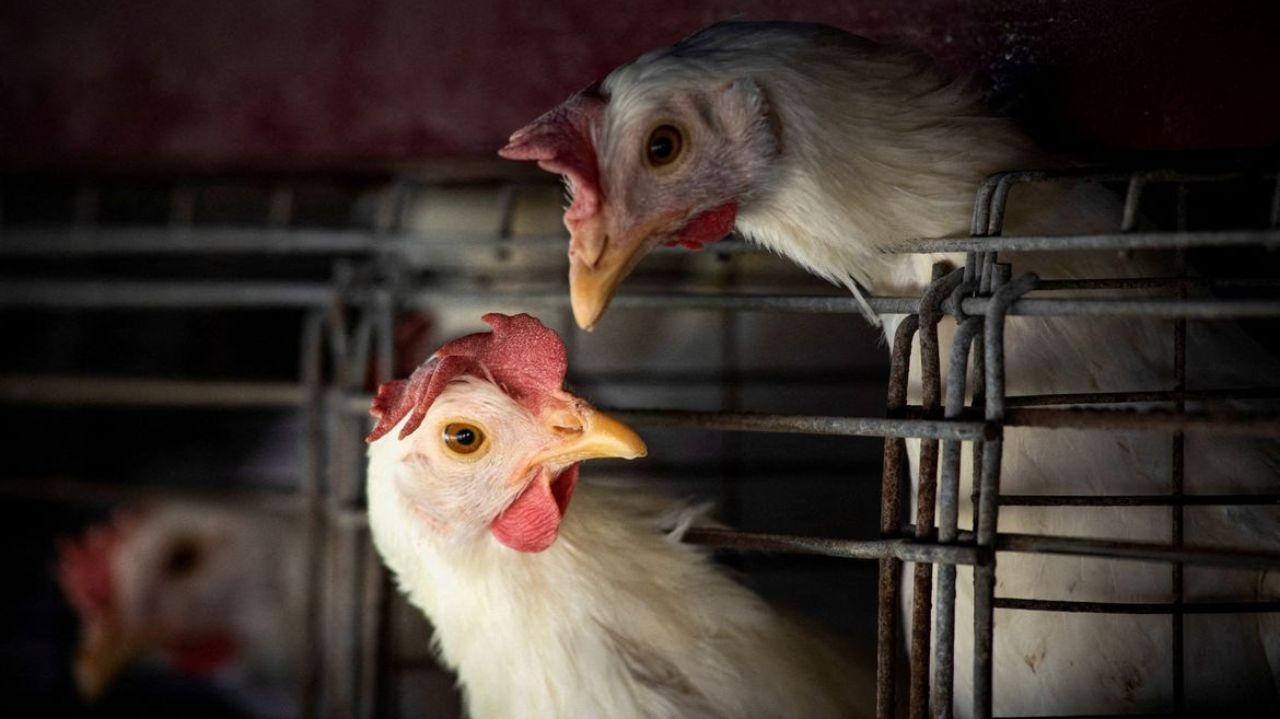 Você está visualizando atualmente MS: Ministério da Agricultura confirma 1º foco de gripe aviária